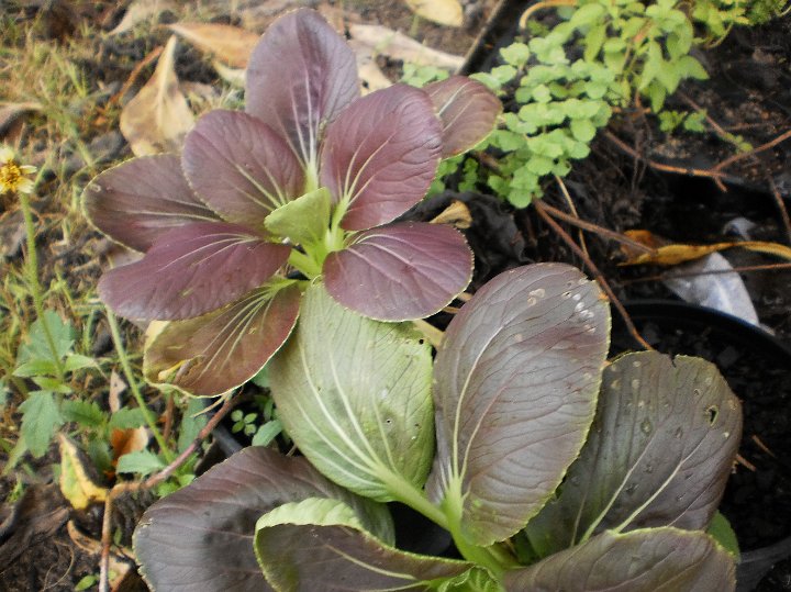 Bok Choy.JPG - Bok Choy